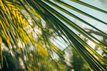 Stunning palm leaves macro closeup, fresh green nature background, artistic blur bokeh. Tranquil lush foliage, tropical plant, abstract nature decoration, vibrant exotic closeup Inspire wall art