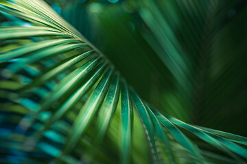 Stunning palm leaves macro closeup, fresh green nature background, artistic blur bokeh. Tranquil lush foliage, tropical plant, abstract nature decoration, vibrant exotic closeup Inspire wall art