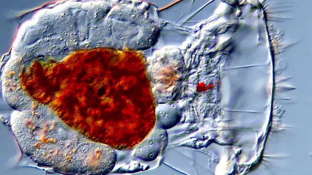 4K High Resolution Microscopy of Rotifer Under Microscope