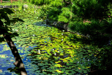 The beautiful pond grass and reflection on summer.