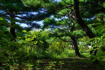 The beautiful forest and blue sky on summer season.