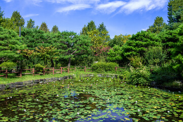 The beautiful forest and blue sky on summer season.