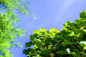 The beautiful forest and blue sky on summer season.