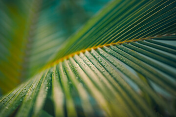 Tranquil soft sunlight palm leaves with stunning waterdrops on lush green foliage, tropical plant closeup, perfect abstract artistic wall art background, fresh nature and botanical inspire decoration