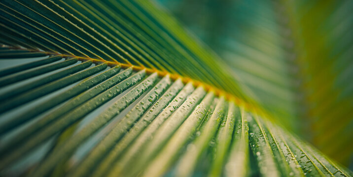 Tranquil soft sunlight palm leaves with stunning waterdrops on lush green foliage, tropical plant closeup, perfect abstract artistic wall art background, fresh nature and botanical inspire decoration