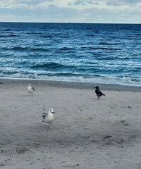 Obraz premium Birds on a Tranquil Beach