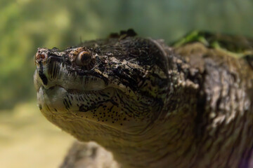 Macro detail of a powerful reptile. The ancient and wrinkled face of a freshwater turtle creates a stunning image.