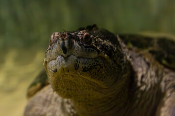 A beautiful and dangerous creature. The detailed headshot of a Chelydra serpentina showcases its unique features.