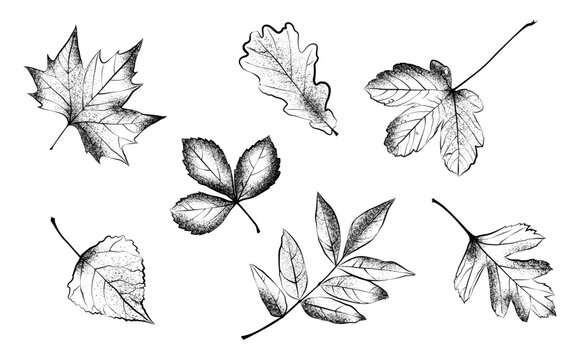 1579_Vector textured autumn leaves in black and white colors isolated on white background