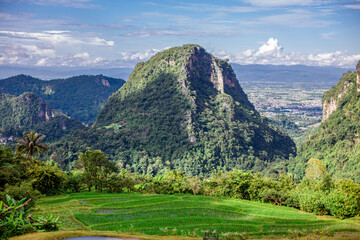 The close background of the green rice fields, the seedlings that are growing, are seen in rural areas as the main occupation of rice farmers who grow rice for sale or living.
