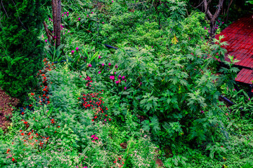 The close background of the green rice fields, the seedlings that are growing, are seen in rural areas as the main occupation of rice farmers who grow rice for sale or living.