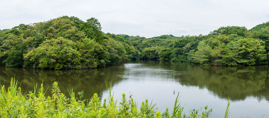Fototapeta premium 森の中にある貯水池 袋井市 千鳥ヶ谷池パノラマ 