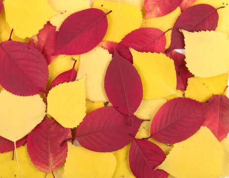 Autumn leaves in a colorful display