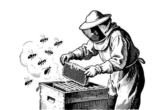 Beekeeper in protective gear examining honeycomb with bees flying around, in hand-drawn engraving style on white background, concept of apiculture