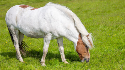 Fototapeta premium Schöne Isländische Pferde auf der Wiese