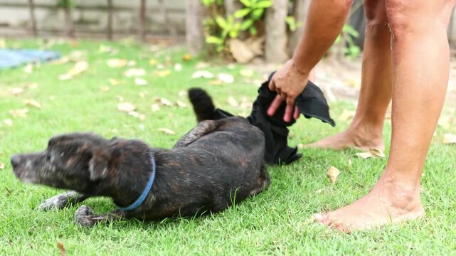 Veterinarian putting pants on a disabled dog