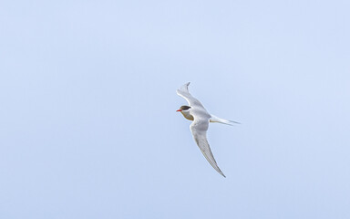 The common tern (Sterna hirundo) in flight
