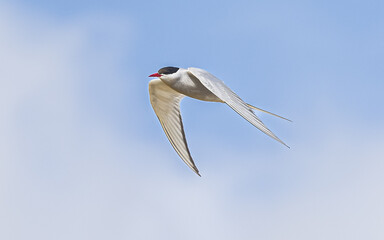 Die Flussseeschwalbe (Sterna hirundo) ist eine Vogelart aus der Unterfamilie der Seeschwalben (Sterninae)
