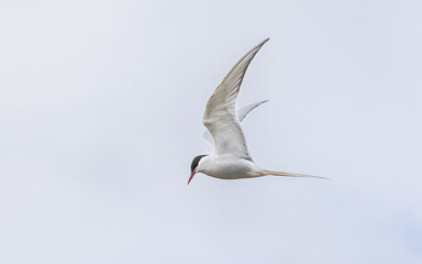Flussseeschwalbe im Fliegen, The common tern (Sterna hirundo) in flight