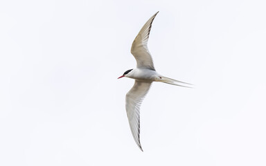 Fototapeta premium Die Flussseeschwalbe (Sterna hirundo) ist eine Vogelart aus der Unterfamilie der Seeschwalben (Sterninae)