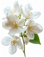 Obraz premium Fragrant White Jasmine Flowers in Full Bloom Against White Background