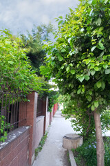 Asphalt sidewalk narrow street along a stone fence planted with trees. In the summer, daytime.