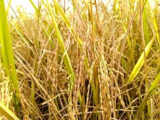Golden rice kernels on lush green stems captured in natural daylight.