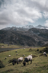 Obraz premium sheep in the mountains of the Covadonga Lakes 