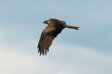 Milan noir, Milvus migrans, Black Kite