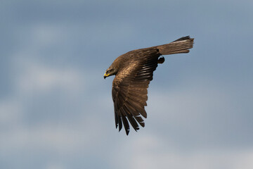 Milan noir, Milvus migrans, Black Kite