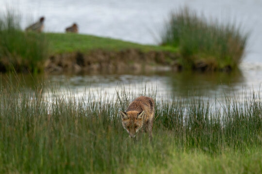 Renard roux; vulpes vulpes, Reserve ornithologique du Teich, Bassin d'Arcachon, 33, Gironde, France
