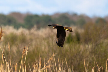 Busard des roseaux,Circus aeruginosus, Western Marsh Harrier