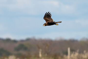 Busard des roseaux,Circus aeruginosus, Western Marsh Harrier