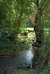 Obraz premium Rivière Morbras, Parc départemental du Morbras, Sucy en Brie, 94, Val de Marne, France