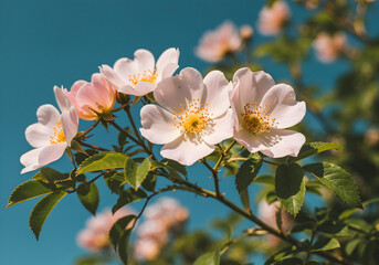 Blooming white flowers on a sunny day.