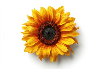 Fototapeta premium A vibrant, fully bloomed sunflower with rich yellow petals and a dark brown center, isolated on a white background