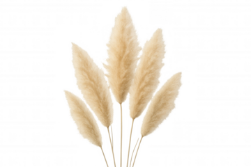 Delicate pampas grass plumes displaying soft, wispy texture against transparent backdrop, creating minimalist botanical elegance