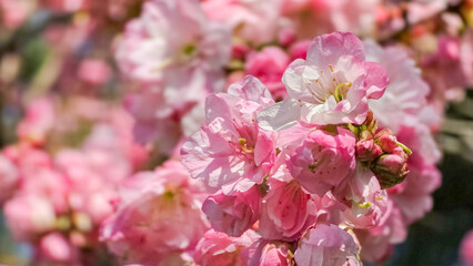 pink cherry blossom