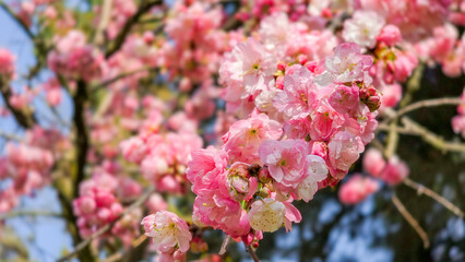 pink cherry blossom in spring