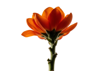 Magnificent fiery orange blossom with velvety petals and a gnarled stem, photorealistic macro close-up on transparent studio, concept of untamed beauty