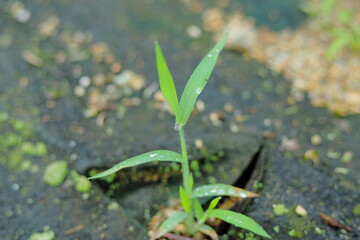 岐阜県池田町の水滴のついた雑草