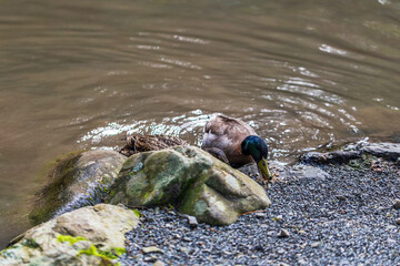 A male mallard duck with an iridescent green head feeds on pellets near the water&rsquo;s rocky edge