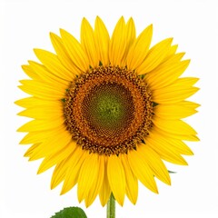 Fototapeta premium Vibrant Yellow Sunflower Blossom with Green Center Against White Background