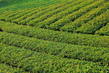 岐阜県池田町の朝焼けの茶畑の列