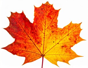 Obraz premium Isolated Vibrant Maple Leaf with Orange Red and Yellow Colors on White Background