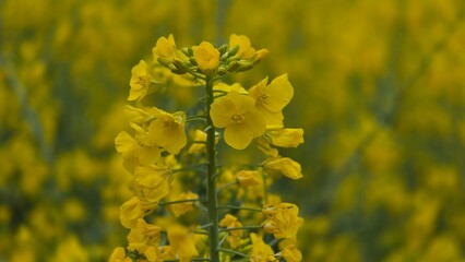 field of yellow flowers, canola
