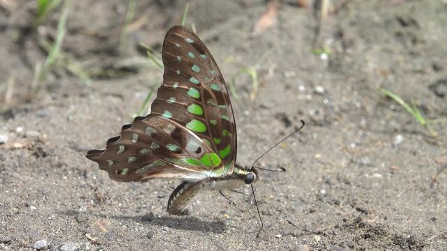 Linnaeus swordtail (Graphium agamemnon) drinks water and gets trace elements on a sandy river beach, Mountainous rainforest on Borneo island, Malaysia. January