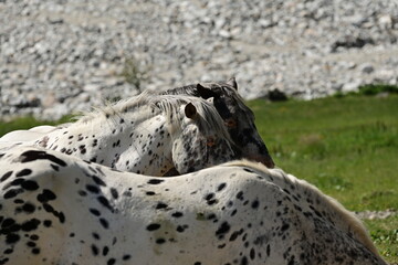 Gruppe von weißen Pferden mit Tupfen in den Bergen vor einem Schotterfeld