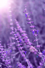 Close-up of delicate lavender flowers in bloom with gentle sunlight and soft bokeh background, symbolizing calmness, nature, relaxation, aromatherapy, and summer beauty.