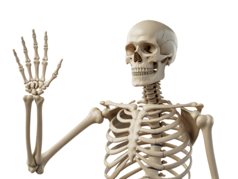 Human Skeleton Model, Anatomical Skeleton, Realistic Skeleton, Skeleton Anatomy, Medical Skeleton Model, Science Skeleton, Skeleton Figure, Human Body Structure
